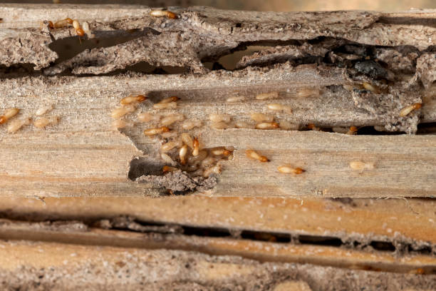 Best Rodent Control Near Me  in Mechanicsville, VA